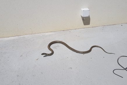 Une couleuvre à collier dans une propriété à Tolochenaz