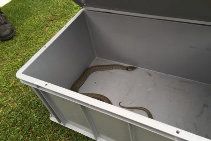 24 Heures – Capture d’un serpent