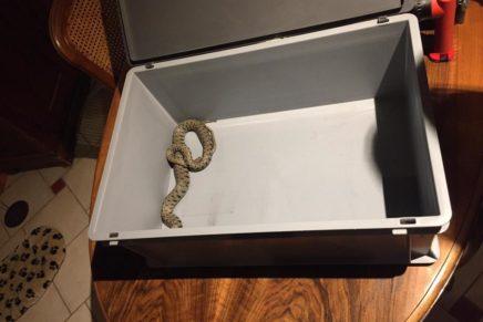 La Côte – Un serpent dans le garde-manger